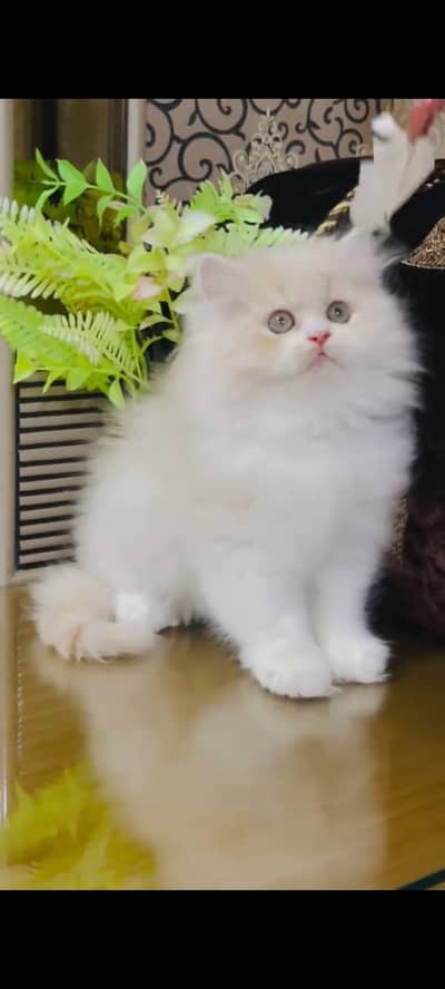pure Persian cats vaccinated triple coated/WhatsApp 03254583038