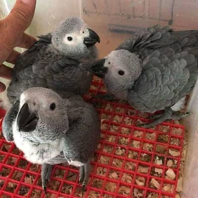 African grey parrot chik 03301974189