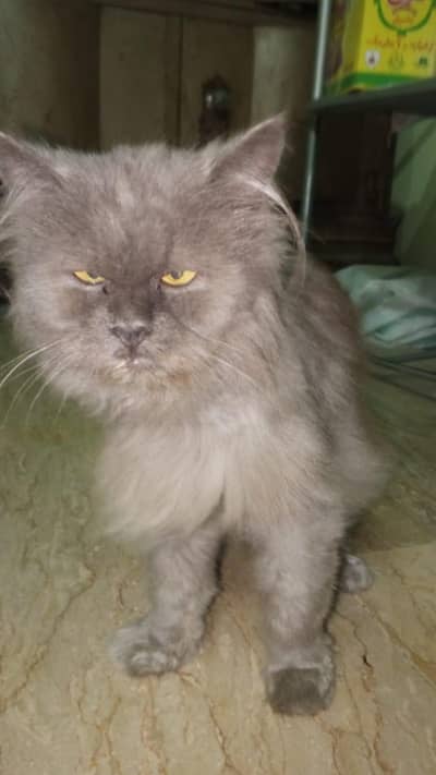 Parsian Cat. Pure Parsian Black-gray colour. Double coded.
