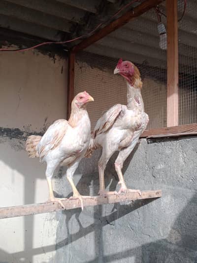 aseel amroha for sale