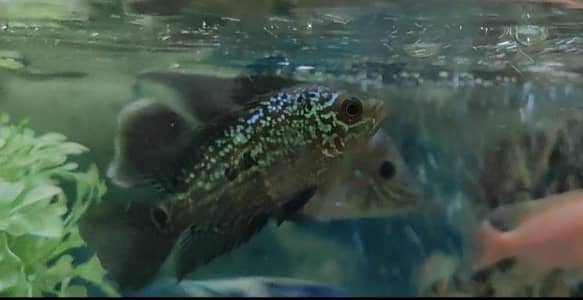 Flowerhorn Fish
