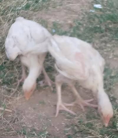 heera aseel chicks for sale