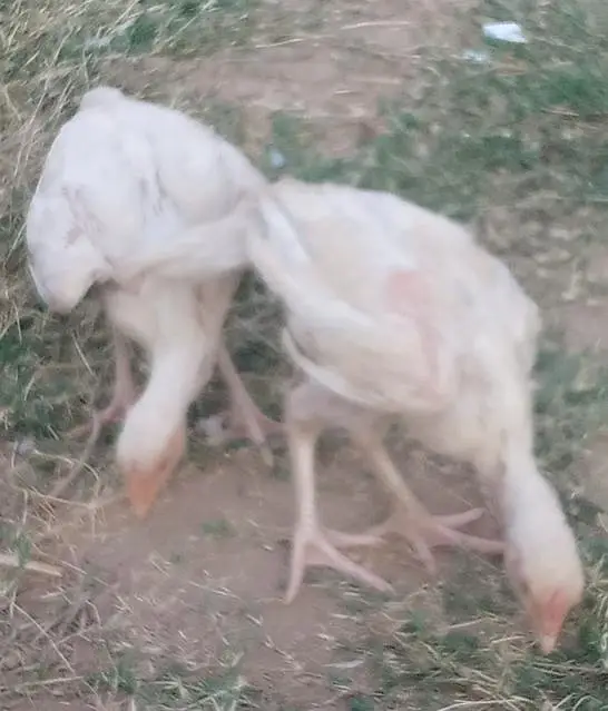 heera aseel chicks for sale