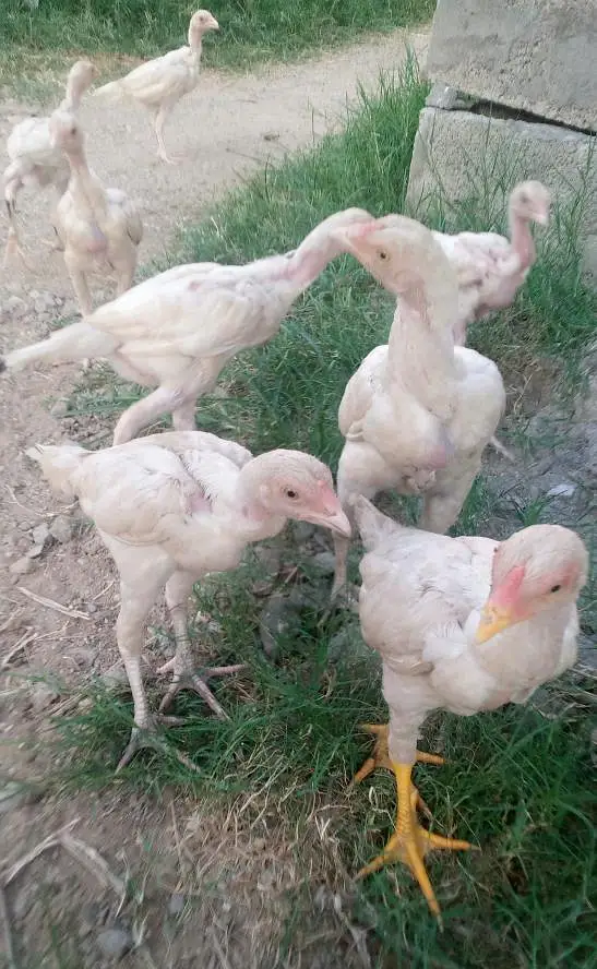 heera aseel chicks for sale — photo 2