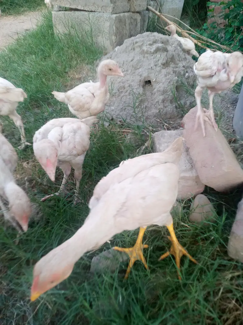 heera aseel chicks for sale — photo 3