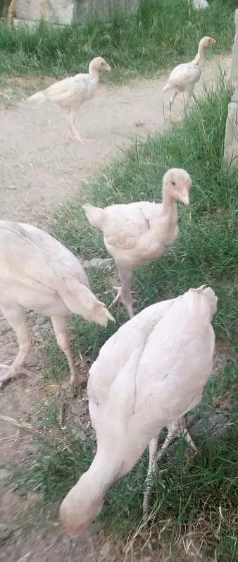 heera aseel chicks for sale — photo 4