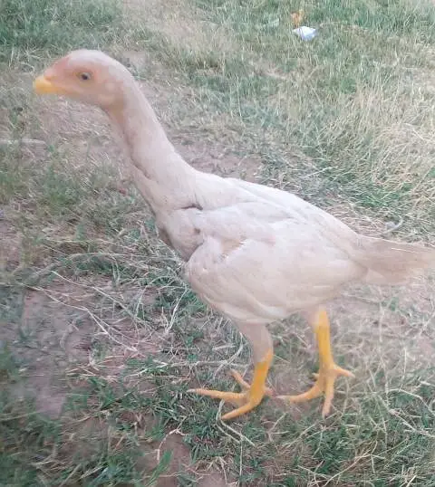 heera aseel chicks for sale — photo 5