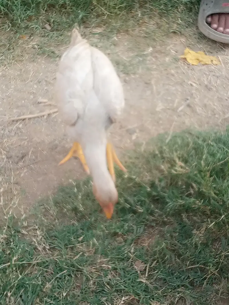 heera aseel chicks for sale — photo 6