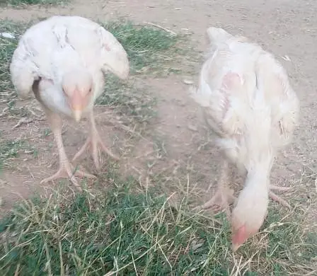 heera aseel chicks for sale — photo 7