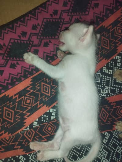 white domestic cat.