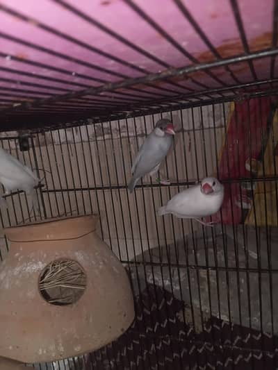 white jawa breeder pairs available 3 pair