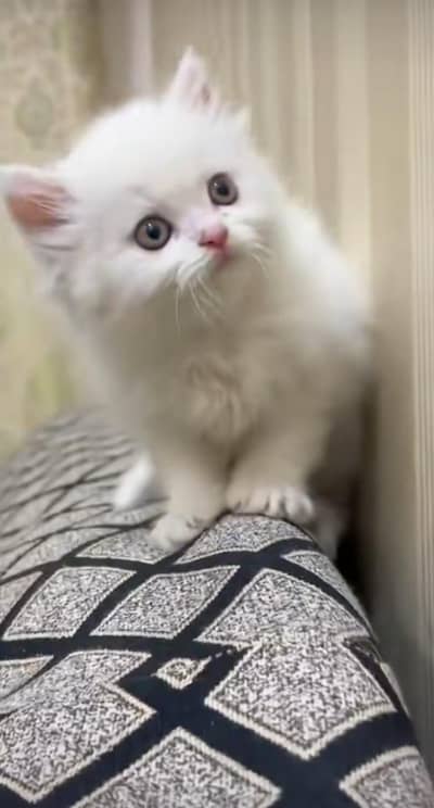pure Persian cats vaccinated triple coated/WhatsApp 03254583038