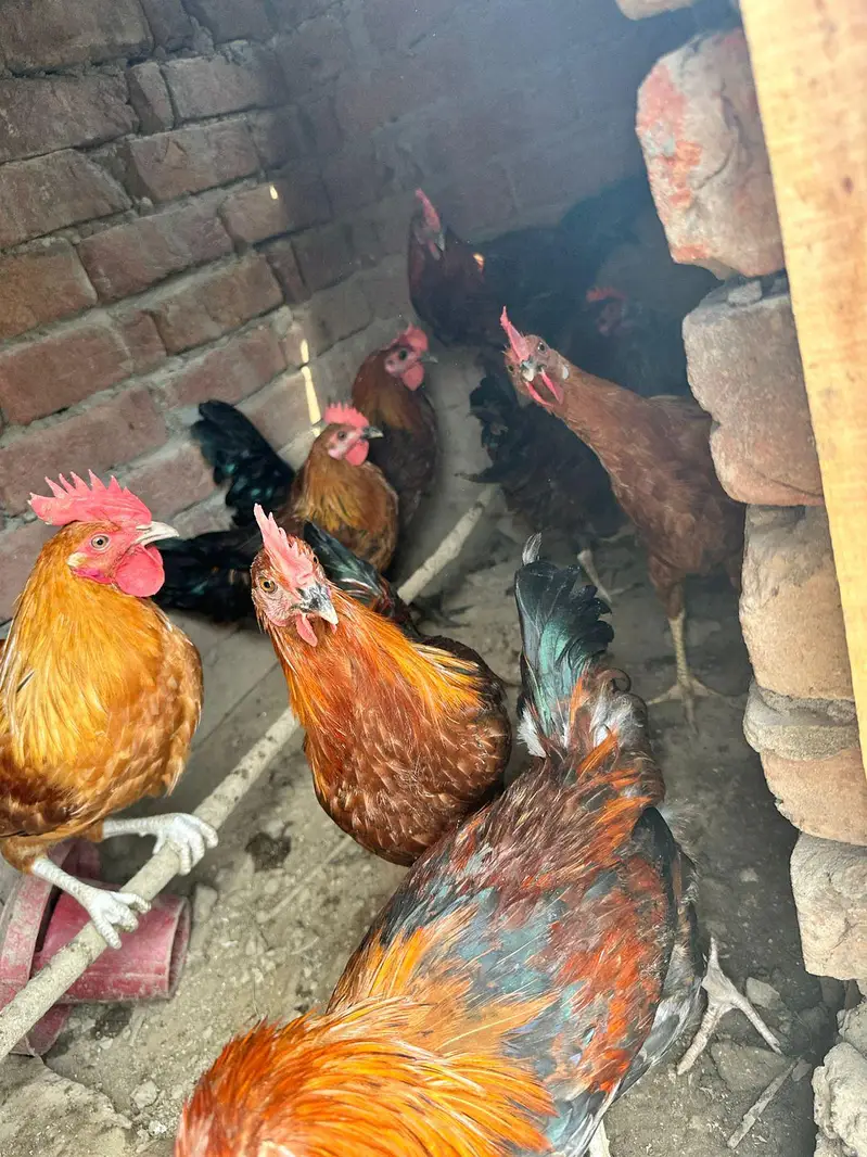 desi murgha home breed tyar patha ghr k pala hoa desi murgha