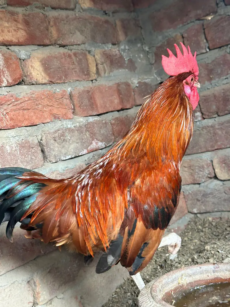 desi murgha home breed tyar patha ghr k pala hoa desi murgha — photo 2