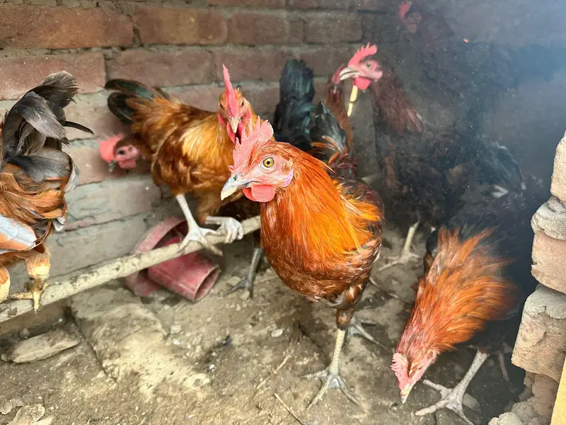 desi murgha home breed tyar patha ghr k pala hoa desi murgha — photo 3