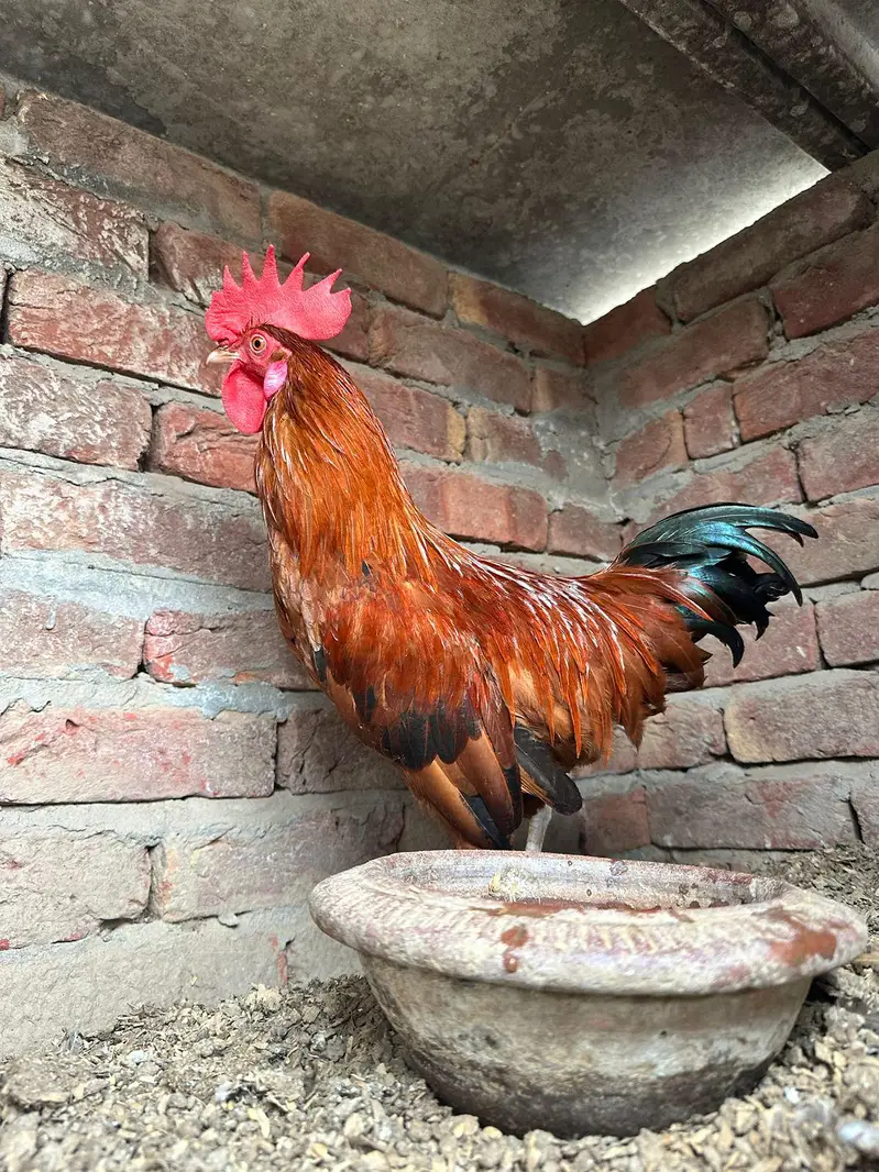 desi murgha home breed tyar patha ghr k pala hoa desi murgha — photo 4