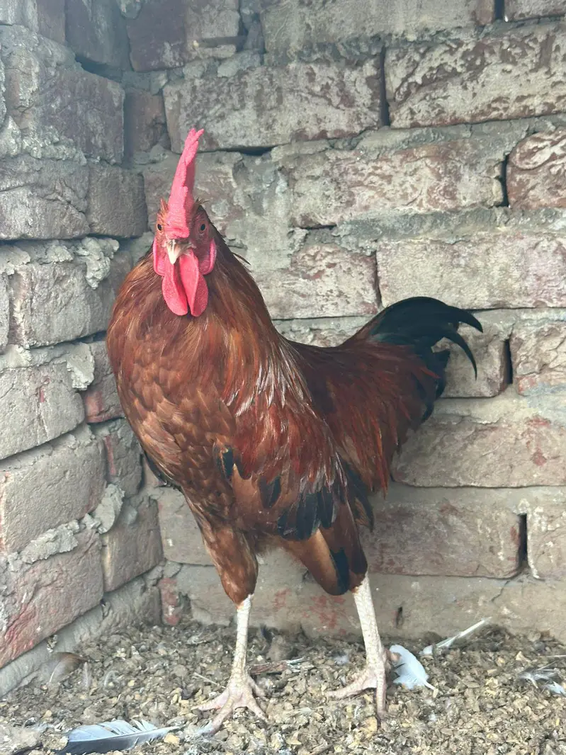desi murgha home breed tyar patha ghr k pala hoa desi murgha — photo 5