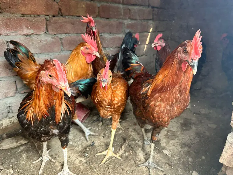 desi murgha home breed tyar patha ghr k pala hoa desi murgha — photo 6
