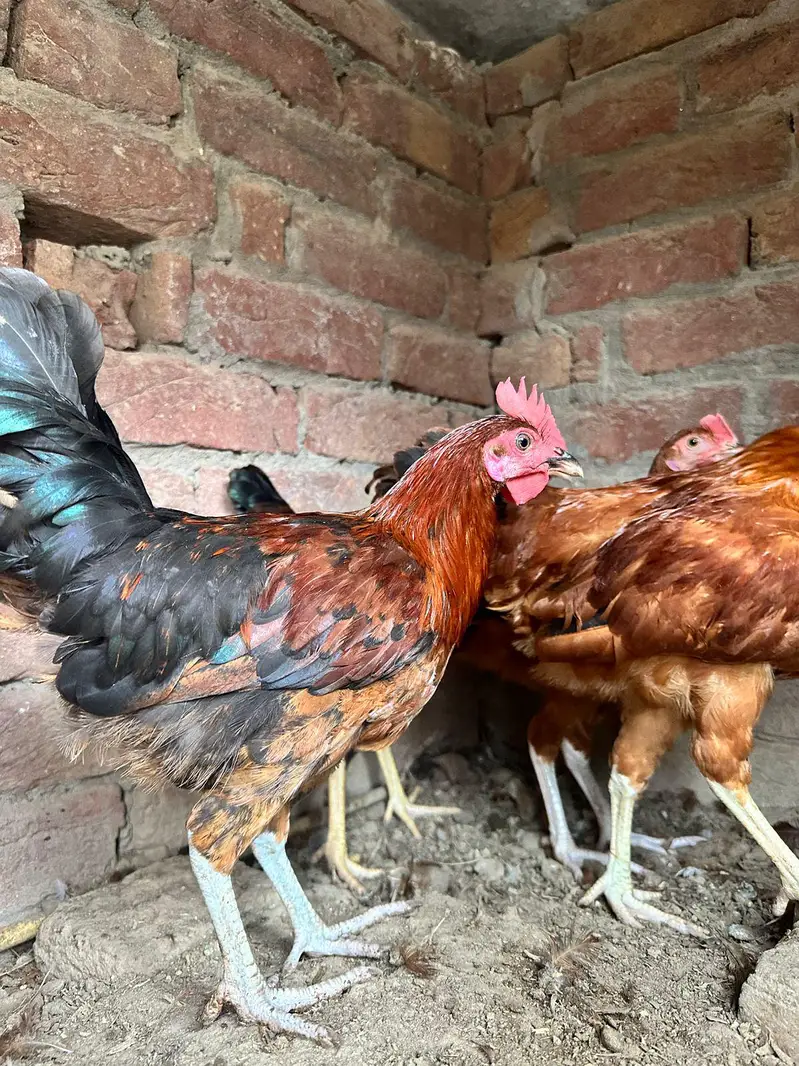 desi murgha home breed tyar patha ghr k pala hoa desi murgha — photo 7