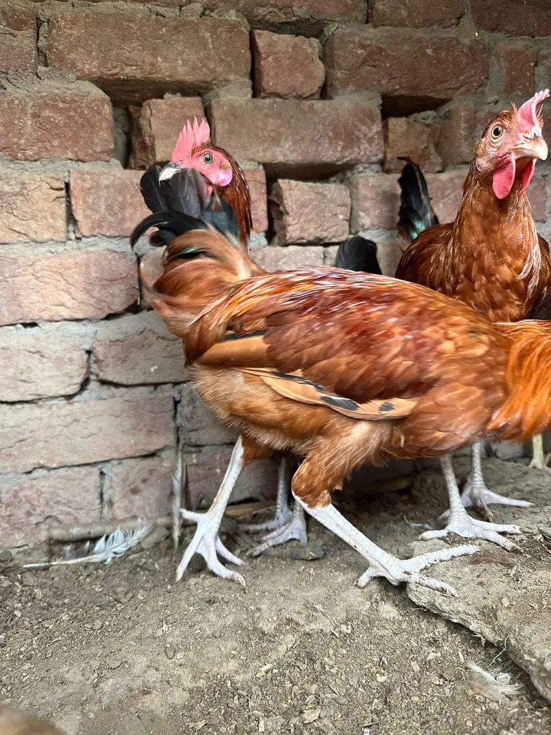 desi murgha home breed tyar patha ghr k pala hoa desi murgha — photo 8