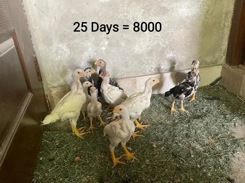Parrot Beak Chicks — photo 2