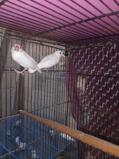 white jawa breeder pairs available 3 pair