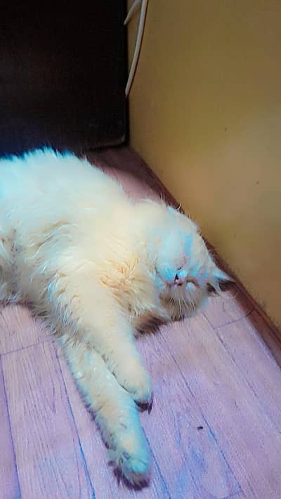 healthy female persain cat for sell