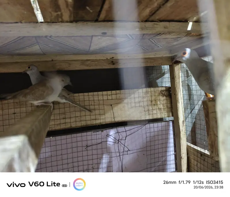 Breader Dove for sale — photo 2