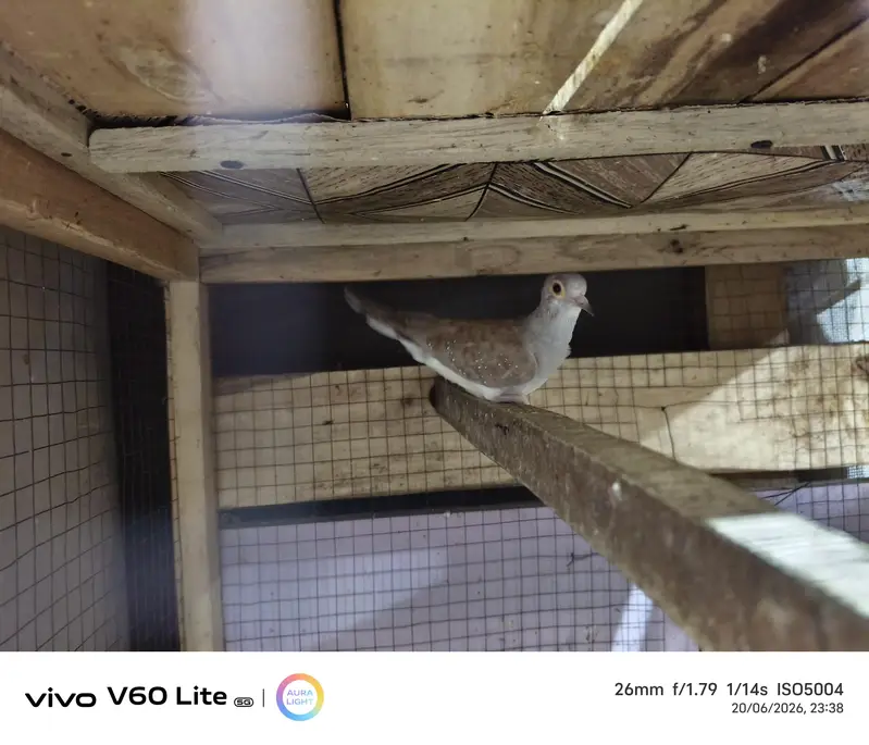 Breader Dove for sale — photo 3