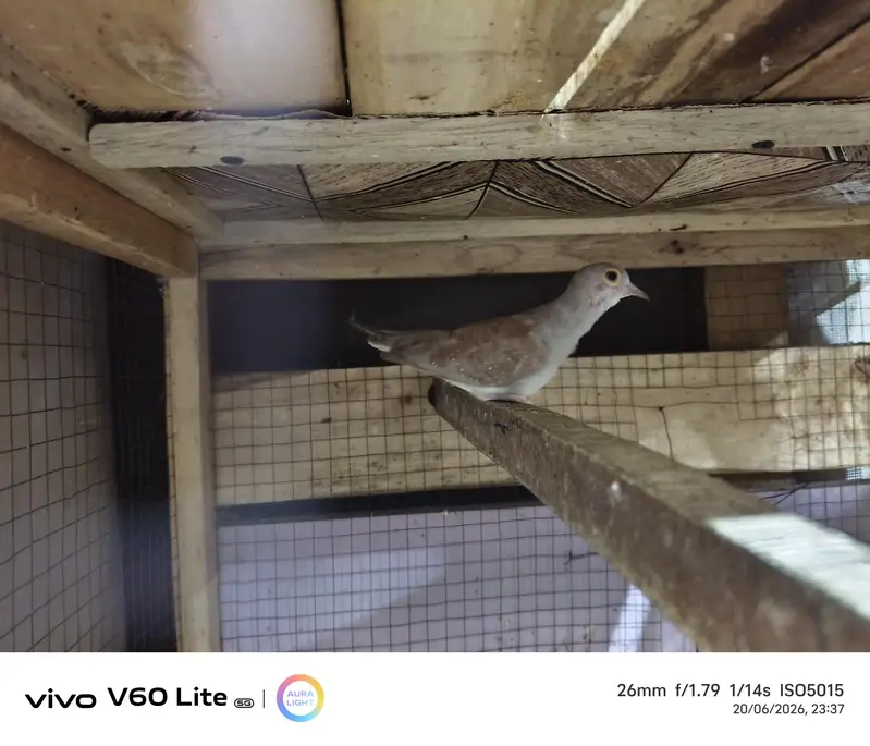Breader Dove for sale — photo 4