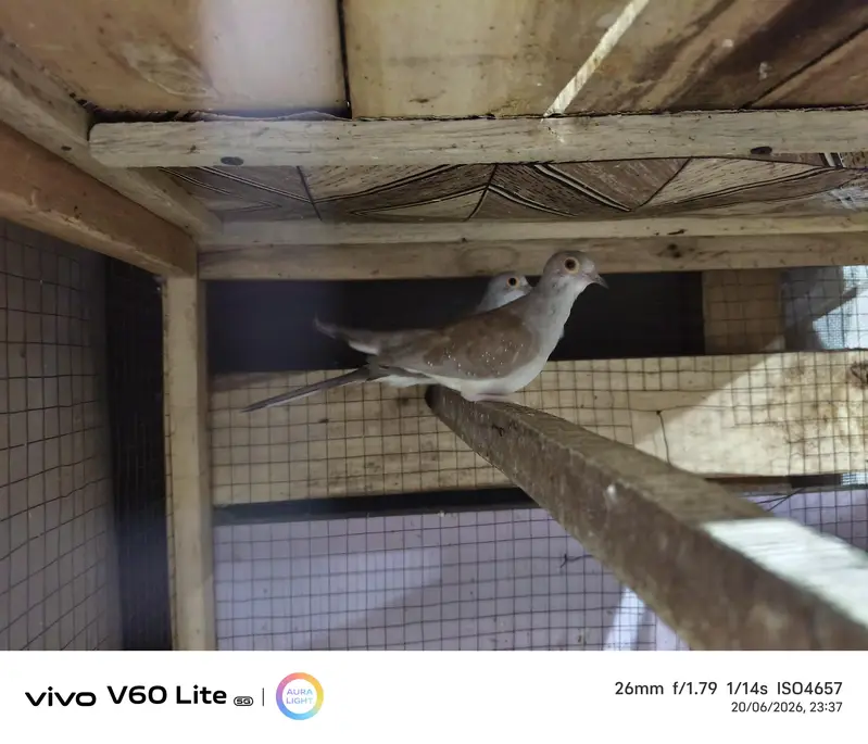 Breader Dove for sale — photo 5