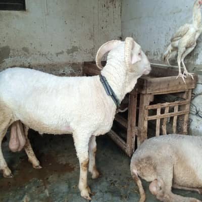 long tail Marino sheep