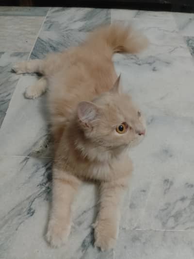 Brown Persian cat