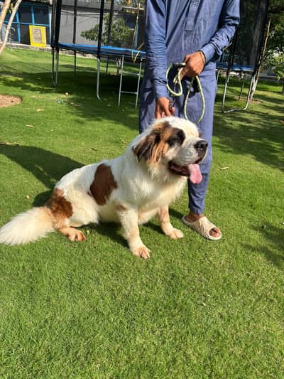 saint Bernard breeder female