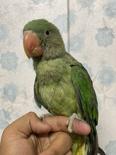 Raw parrot baby only 2 months
