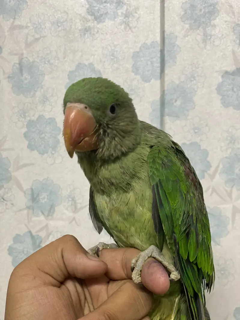 Raw parrot baby only 2 months — photo 2