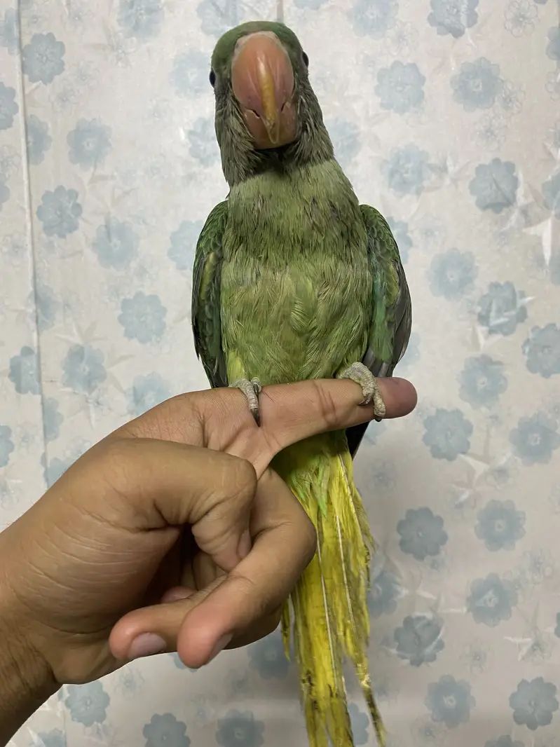 Raw parrot baby only 2 months — photo 3