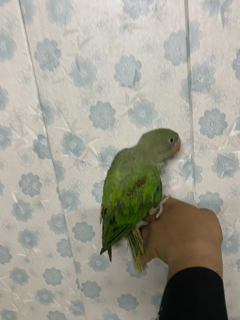 Raw parrot baby only 2 months — photo 4