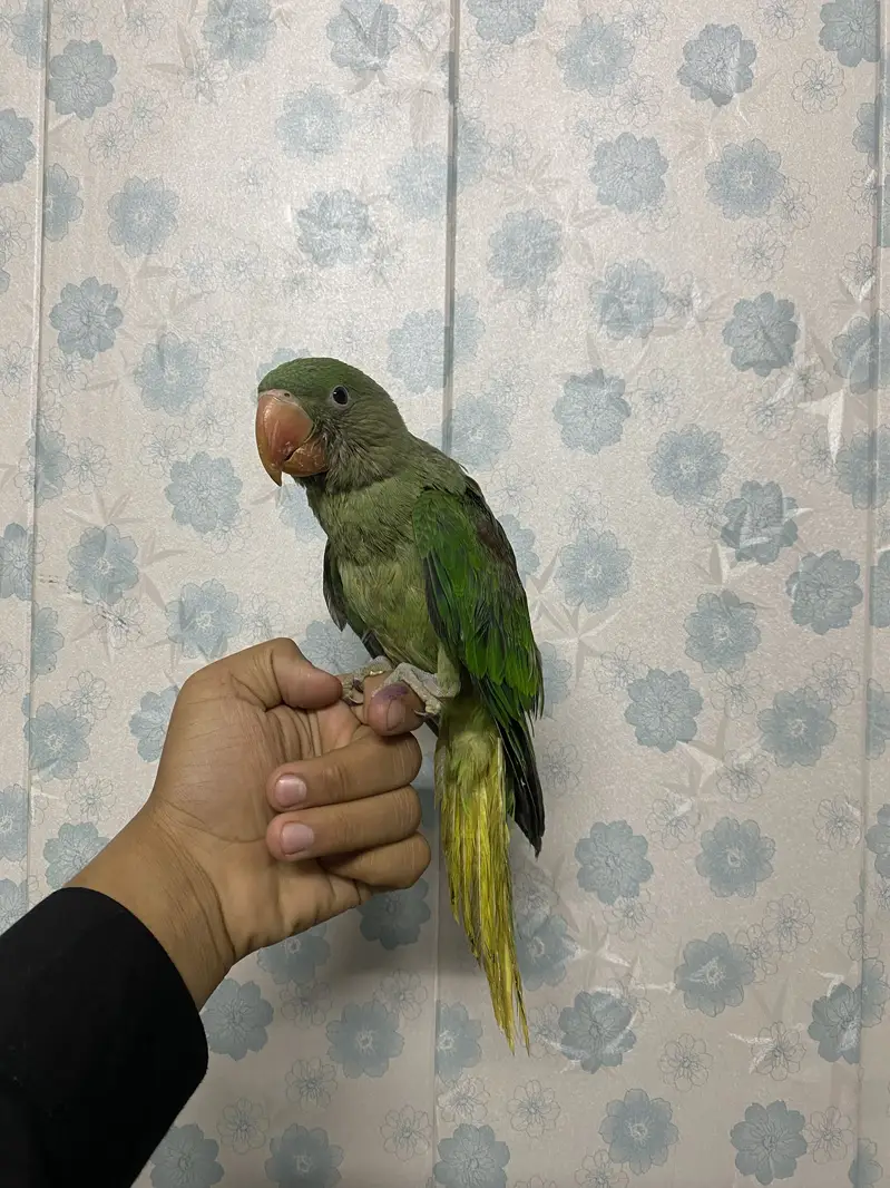 Raw parrot baby only 2 months — photo 5