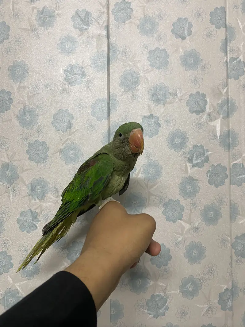 Raw parrot baby only 2 months — photo 6