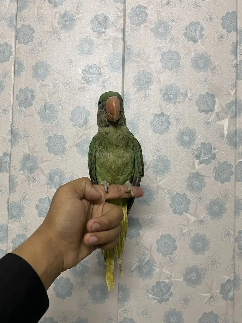 Raw parrot baby only 2 months — photo 7