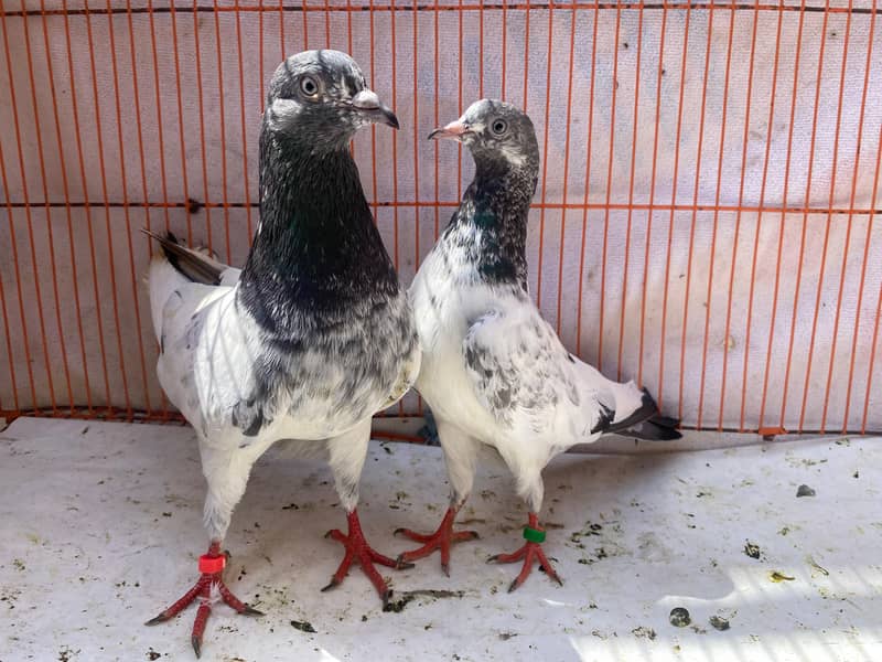 sailkoti bredr pair avil 0