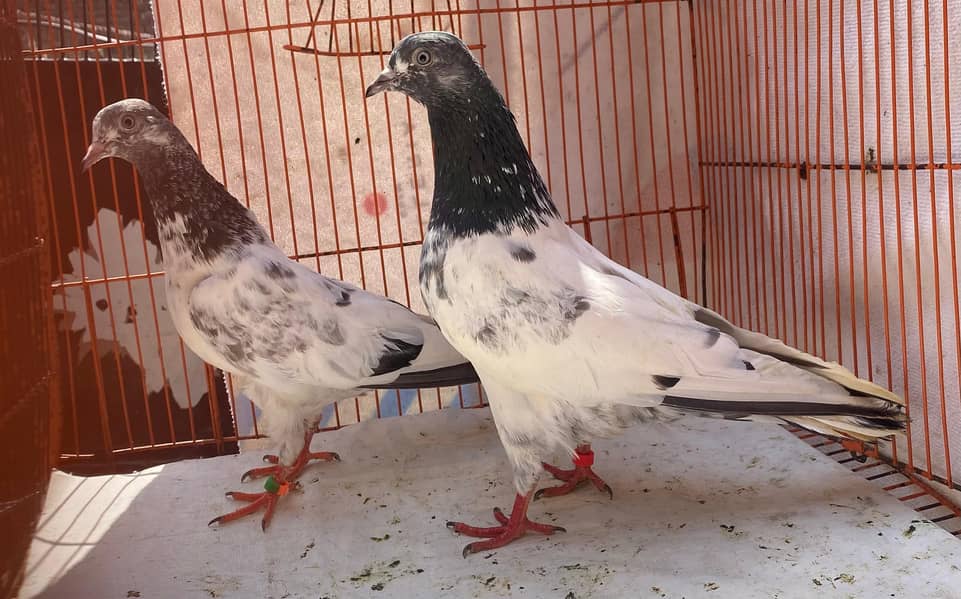 sailkoti bredr pair avil 1