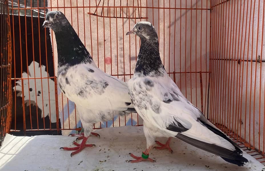 sailkoti bredr pair avil 3