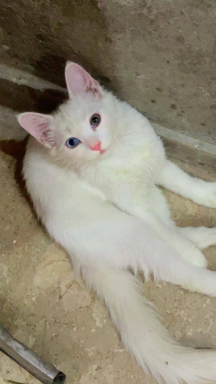 2 cats 0