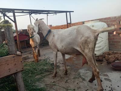 6 dant goats