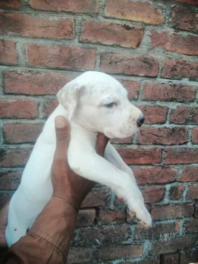 Bully Gultair dog for sale || Bully Gultair female pup for sale