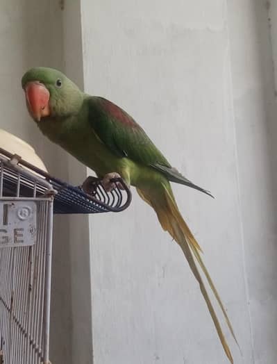 raw parrot active healthy feed garki