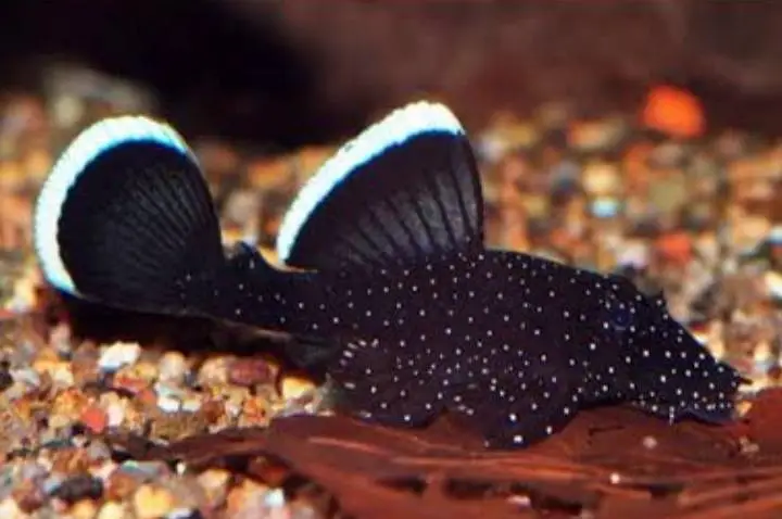 Pleco L 333, L 183, L201