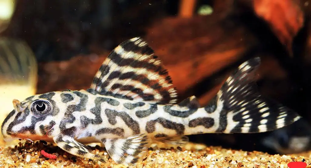 Pleco L 333, L 183, L201 — photo 2